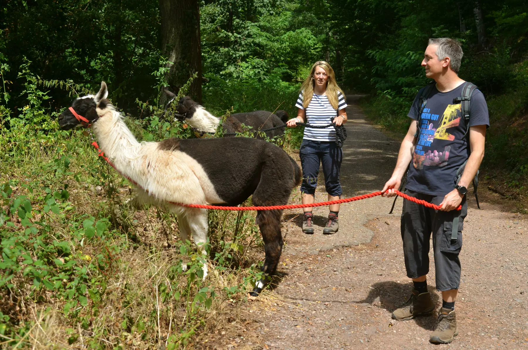 Winterliche Lamawanderung für 2 Personen im Pfälzerwald ❄️