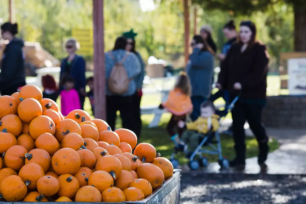 Two or Four Tickets to Dave's Pumpkin Patch (Up to 40% Off) - Primary Image