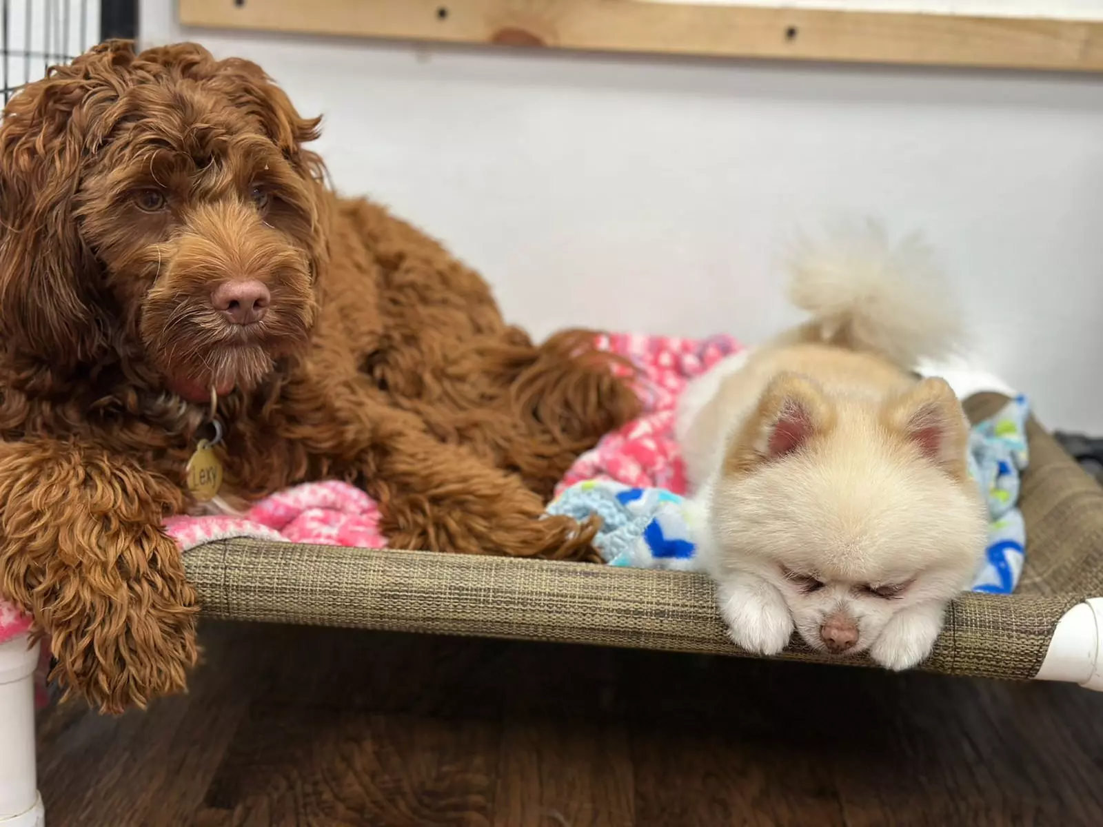 Up to 40% Off on Pet Daycare at Rapawzel Dog Grooming & Day Care - Primary Image