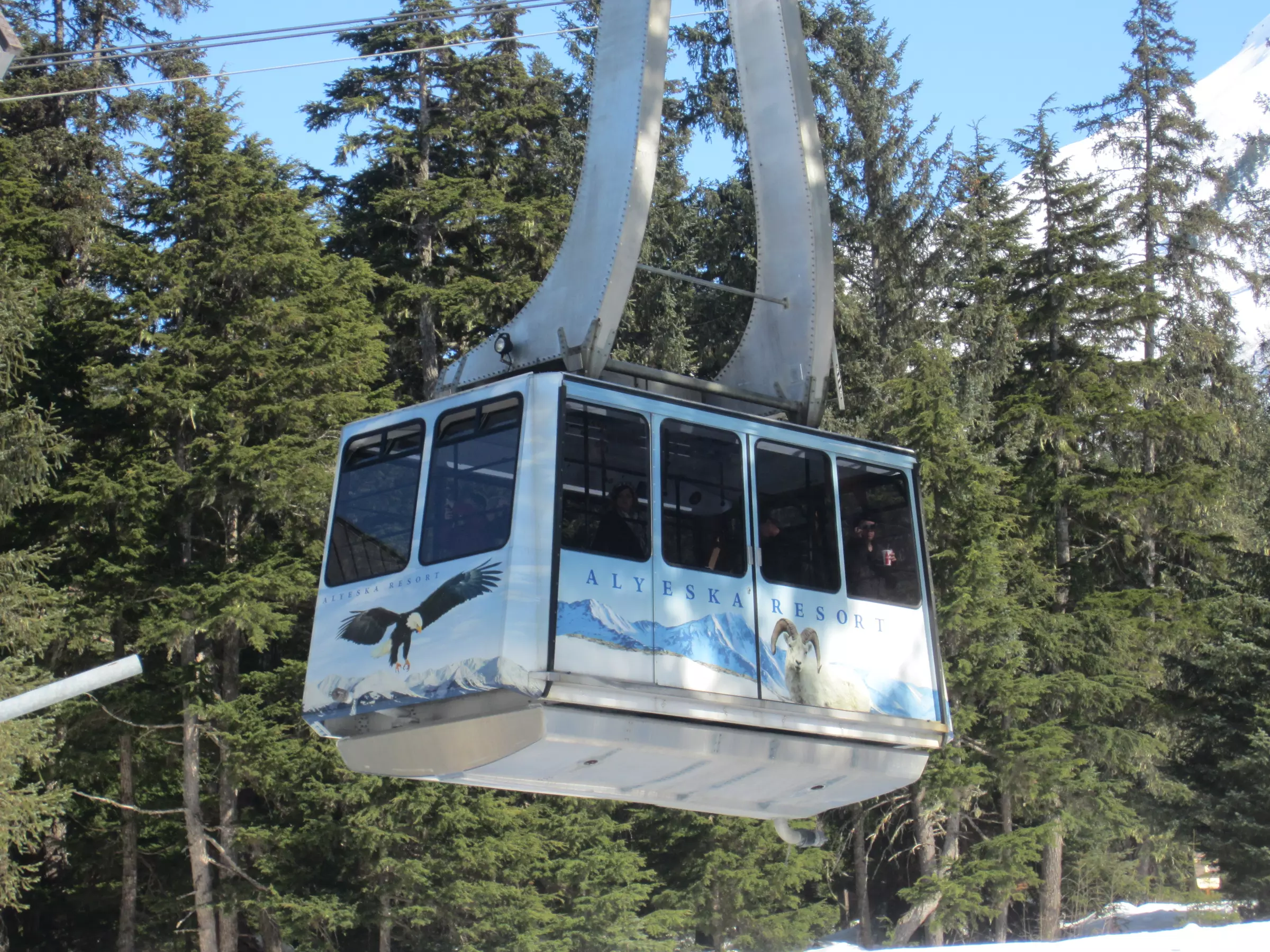 City Highlights, Halibut Sandwich, Wildlife & Alyeska Tram and More
