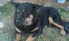 Up To  57% Off on Dog Walking & Pet Check-In Services for One or Multiple Pets at Tall City Tails Dog Walks