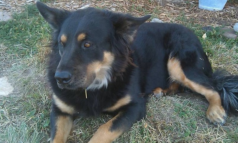 Dog Walking & Pet Check-In Services for One or Multiple Pets