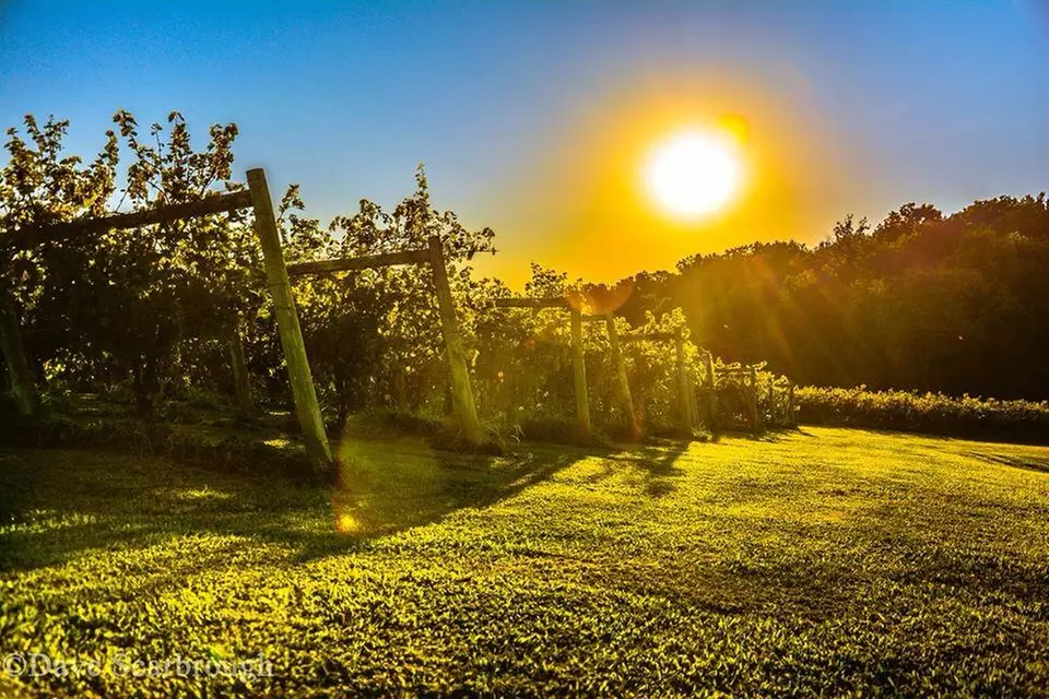 Enjoy Weekend Wine Tasting for Two or Four at Scenic Vineyard