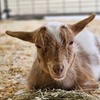 Image 1: Enjoy Family-Friendly Green Meadows Petting Farm in Milwaukee Area