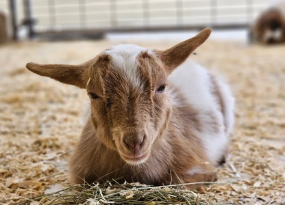 General Admission to the Petting Farm for One - Valid 5/1-9/6 - Green Meadows Petting Farm - Wisconsin