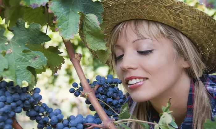 Up to 50% Off on Wine / Vineyard Tour at Texas Winos
