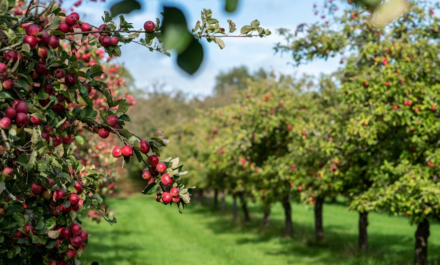 Image 1: Up to 33% Off on Tour - Brewery at Dorset Nectar Cider