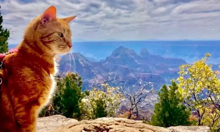 Up to 66% Off on Adventure Cat Training Program at Strive K9 - Primary Image