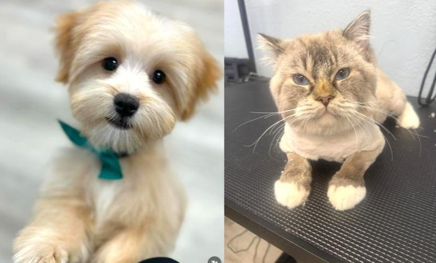 Image 1: Up to 46% Off on Pet Grooming at Dog and Cat Planet