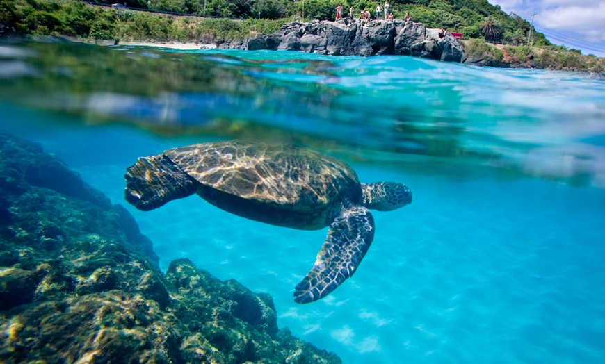 Tour - Guided - Hawaii Turtle Tours | Groupon