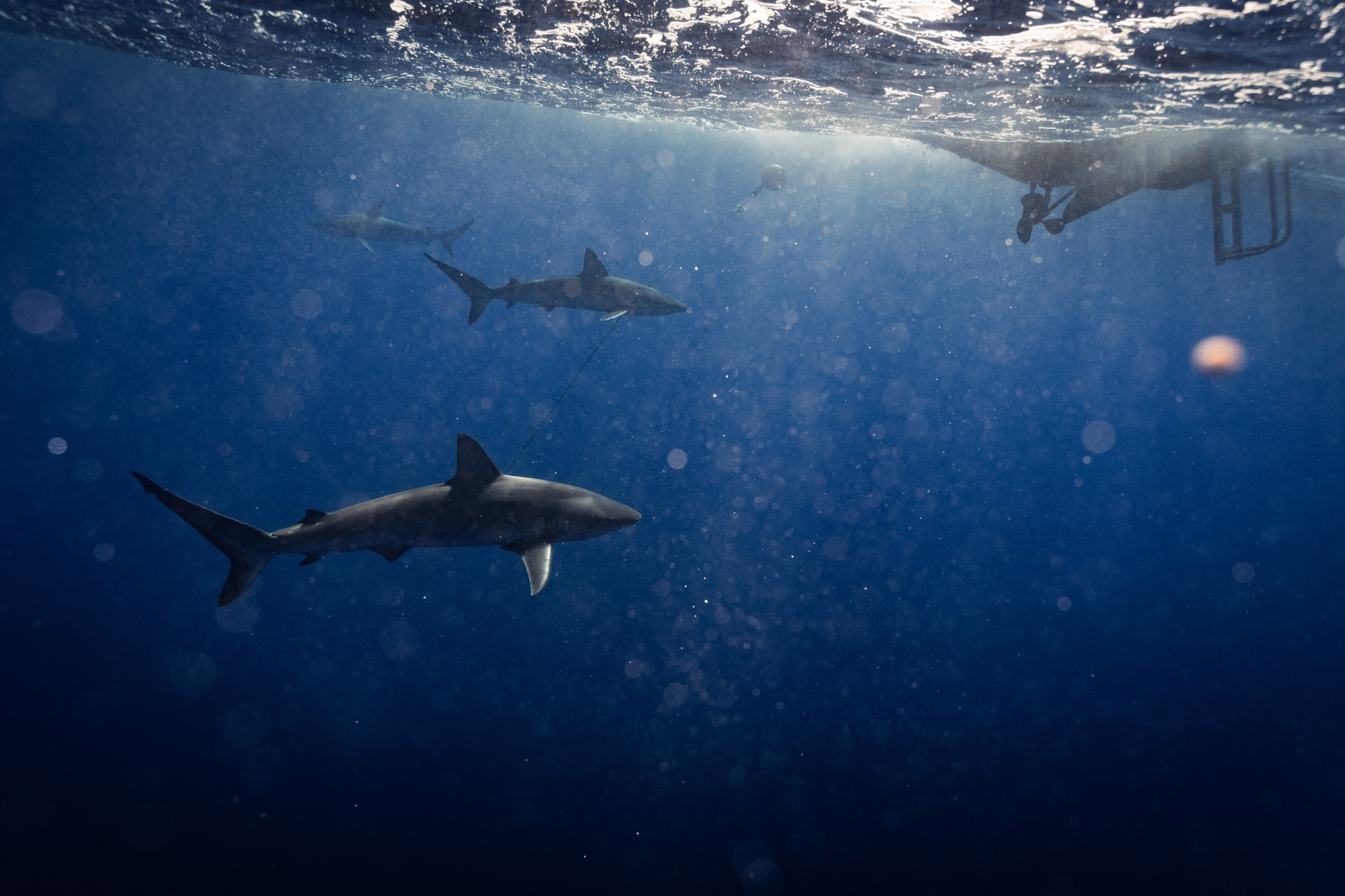 Experience thrilling shark diving with Ocean Addict Shark Excursions, offering 3-hour private trips and open water dives for up to 36%
