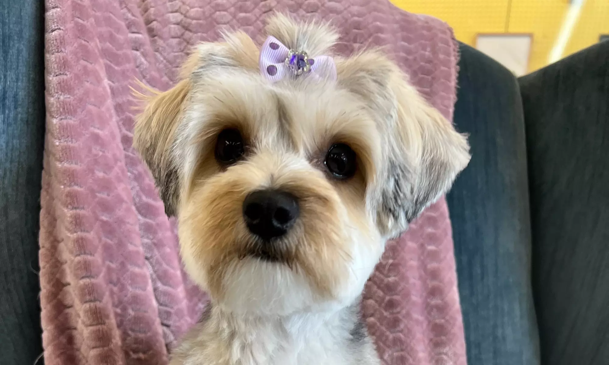 Up to 54% Off on Pet Daycare at Master of Puppies - Second Medium
