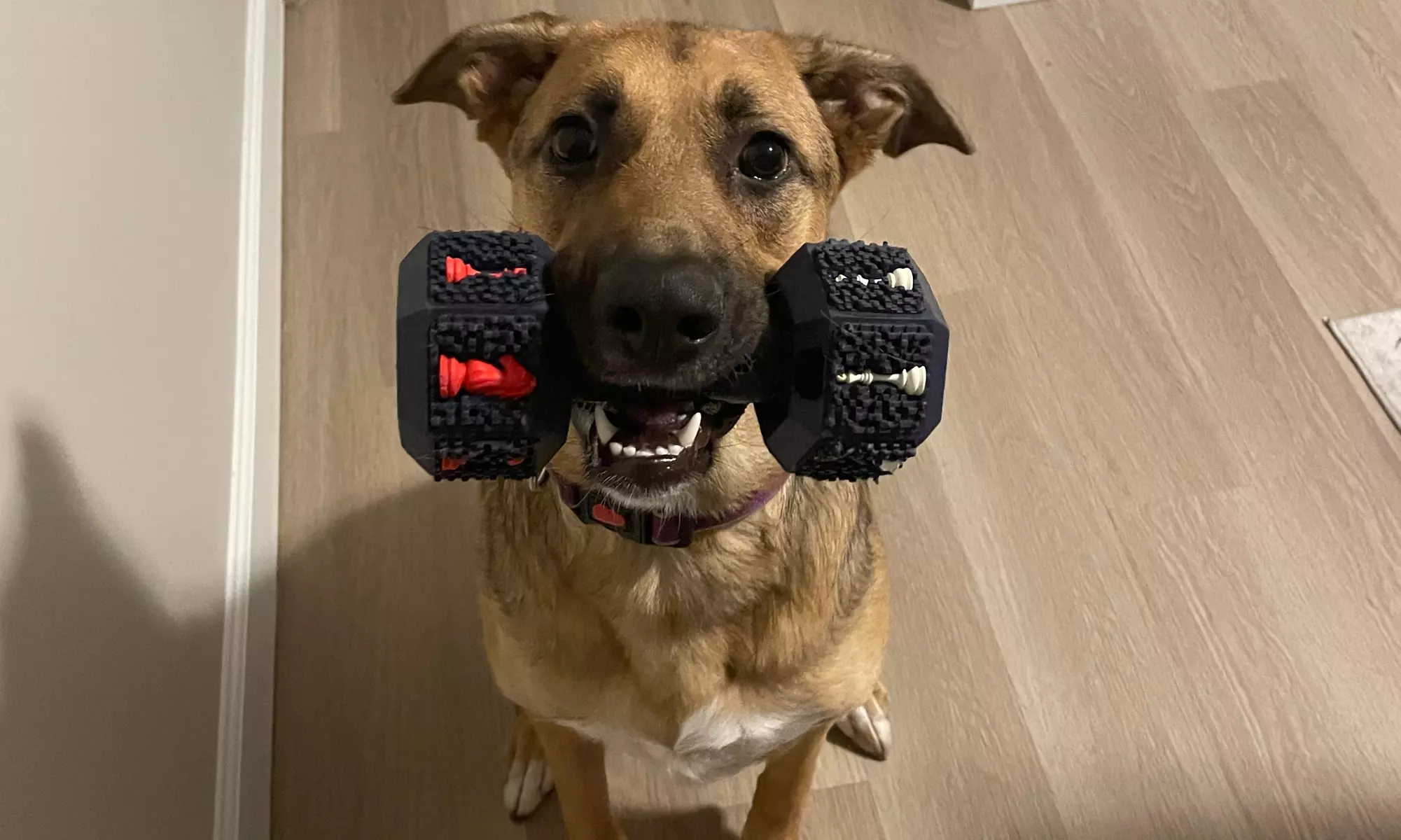 Up to 33% Off on Obedience School at Dog Magnet Training