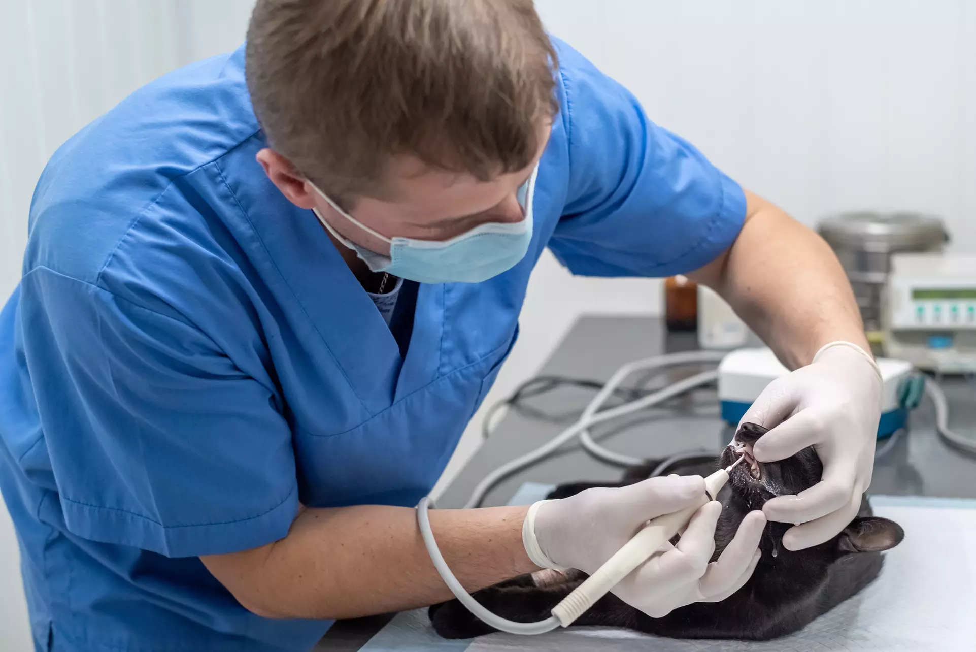 Up to 73% Off on Grooming - Pet (Retail) at Merryfield School of Pet Grooming - Second Medium