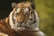 Save Up to 17% Off on Digital Animal Adoption + Entry & Safari at Port Lympne Reserve – Support Wildlife Conservation - Image 7