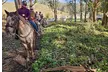 Horse Back Riding Lessons for 1-4 People w/ Expert Guide in Moss Beach, CA - Up to 36% Off - Second Medium