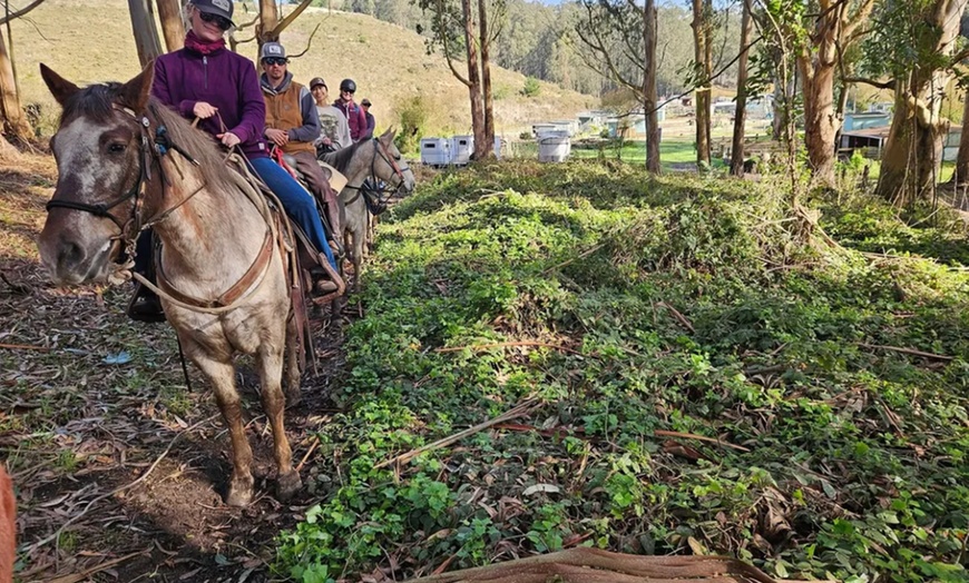 Image 6: Horse Back Riding Lessons for 1-4 People w/ Experts in Moss Beach, CA