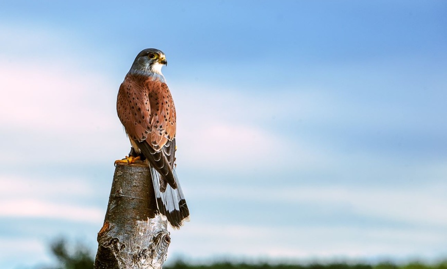 Image 4: Up to 50% Off on Tour - Photography at Mercer Falconry