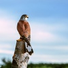 Image 4: Up to 50% Off on Tour - Photography at Mercer Falconry