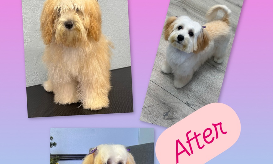 Image 8: Up to 46% Off on Pet Grooming at Dog and Cat Planet