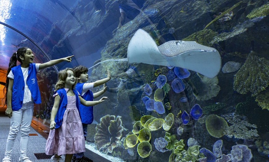 Image 5: Marine Magic Awaits: Dubai Aquarium & Penguin Cove for 1, 2, or 4! 