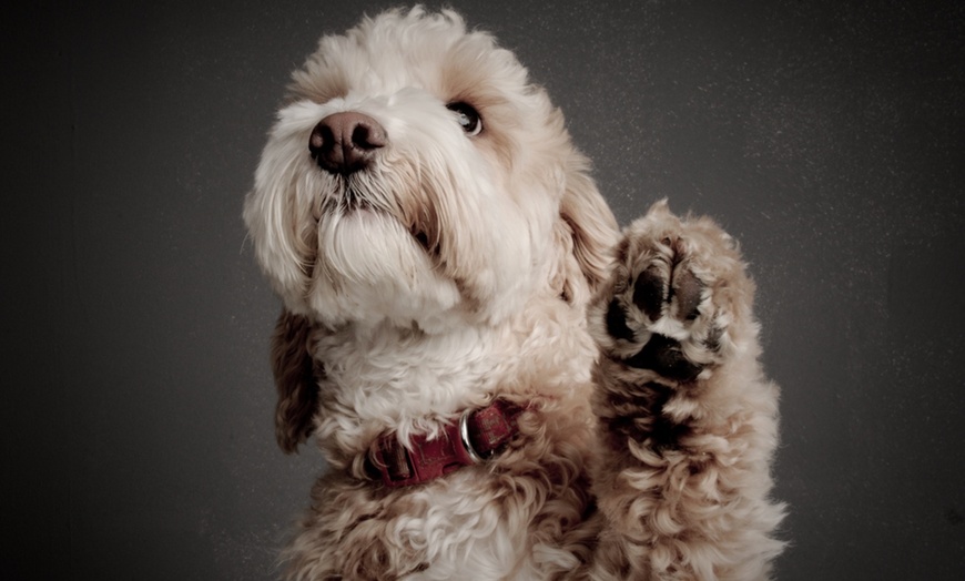 Image 3: Dog Photoshoot With a Print