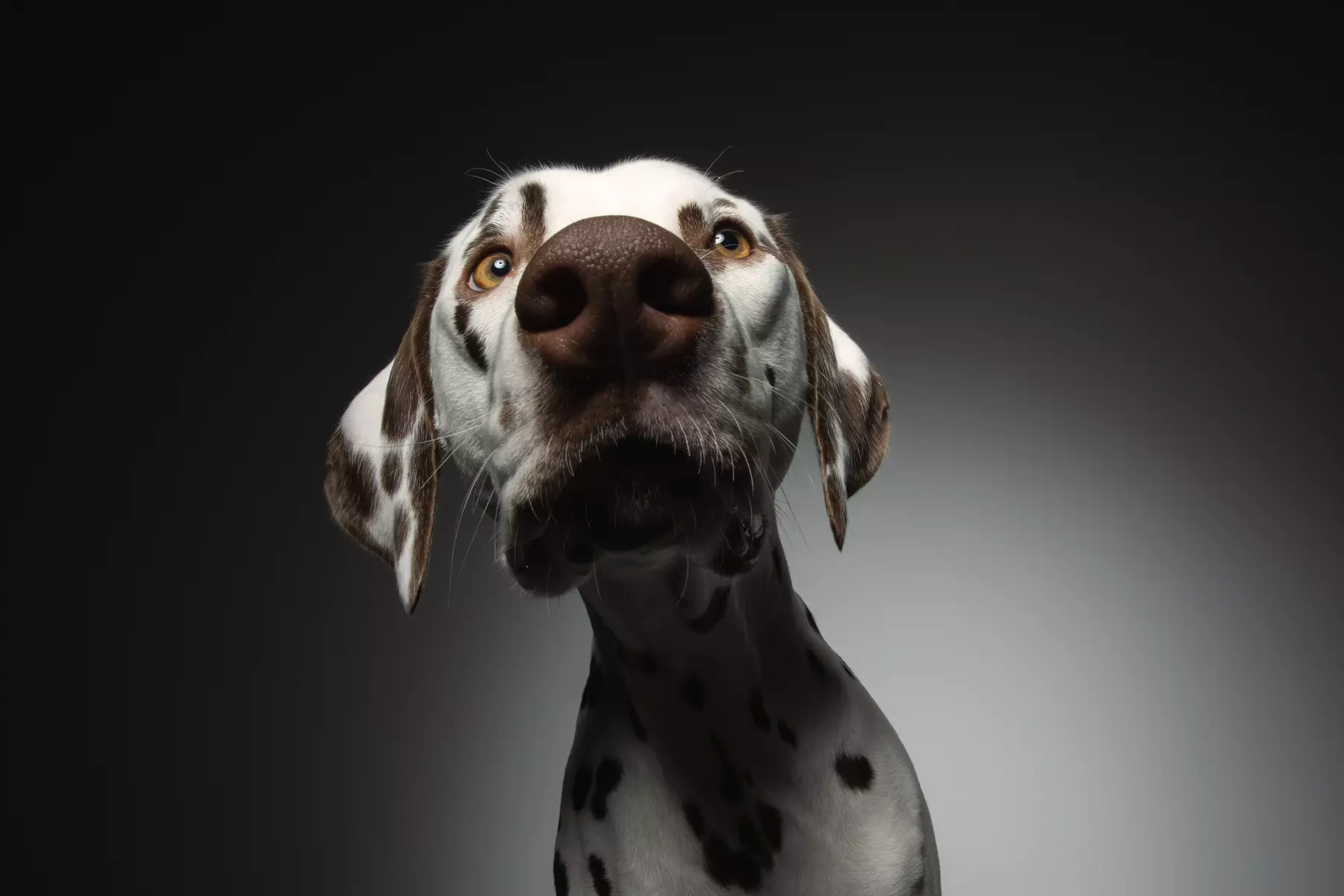 Up to 93% Off on Photo Shoot - Pet at Portrait Hub