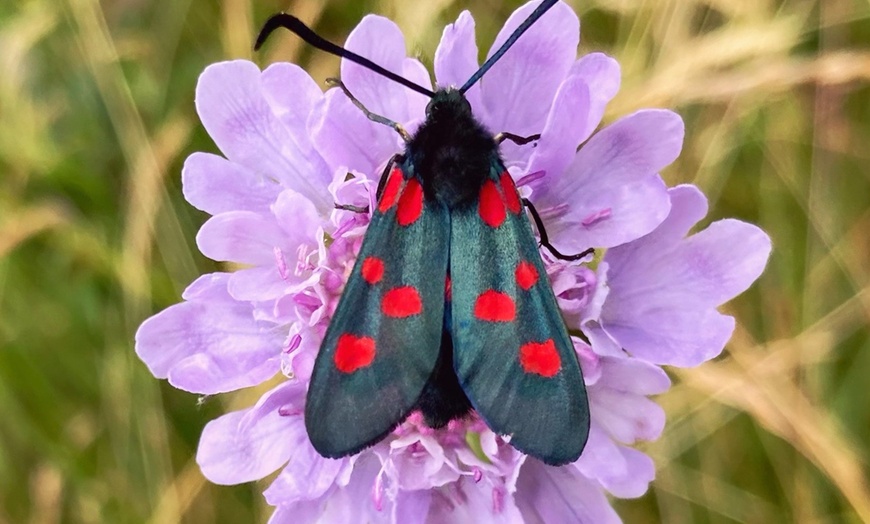 Image 6: Wildlife Experience in the Mendips by Wilder Skies