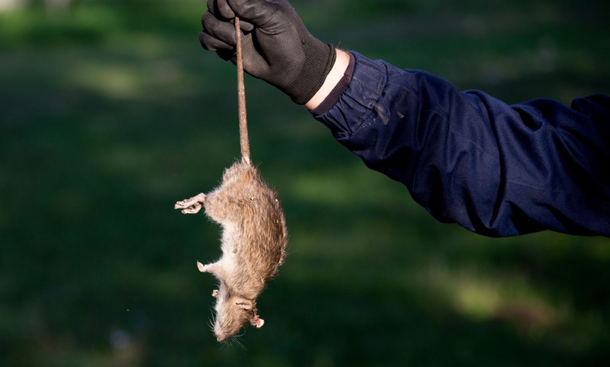 Image 2: Up to 79% Off on Pest Control Service - Rodent at Impressive Exterminating Pest Control