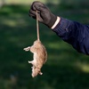 Image 2: Up to 77% Off on Pest Control Service - Rodent at Impressive Exterminating Pest Control
