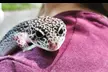 Exclusive Wildlife Adventure: VIP Sunset Tour w/ Exotic Animal Feeding, Complimentary Drink & Souvenir Glass - Second Medium