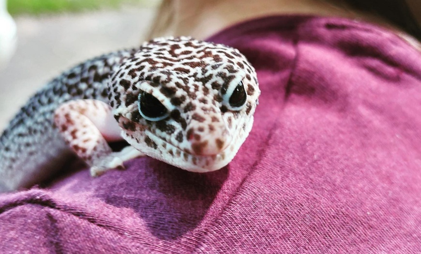 Image 6: Exclusive Wildlife Adventure: VIP Sunset Tour & Exotic Animal Feeding 