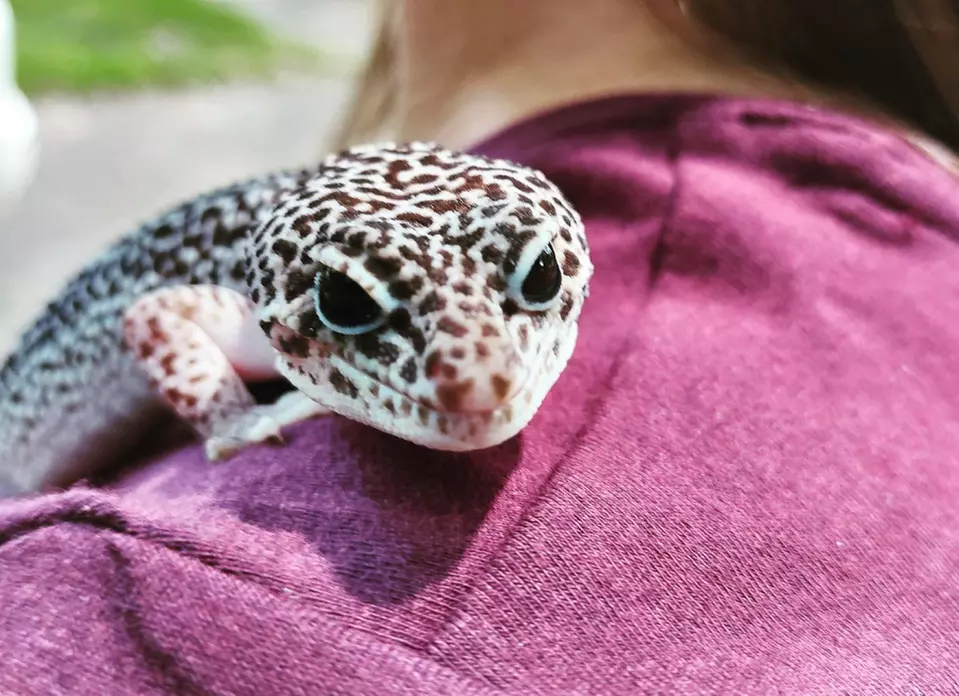 Exclusive Wildlife Adventure: VIP Sunset Tour & Exotic Animal Feeding