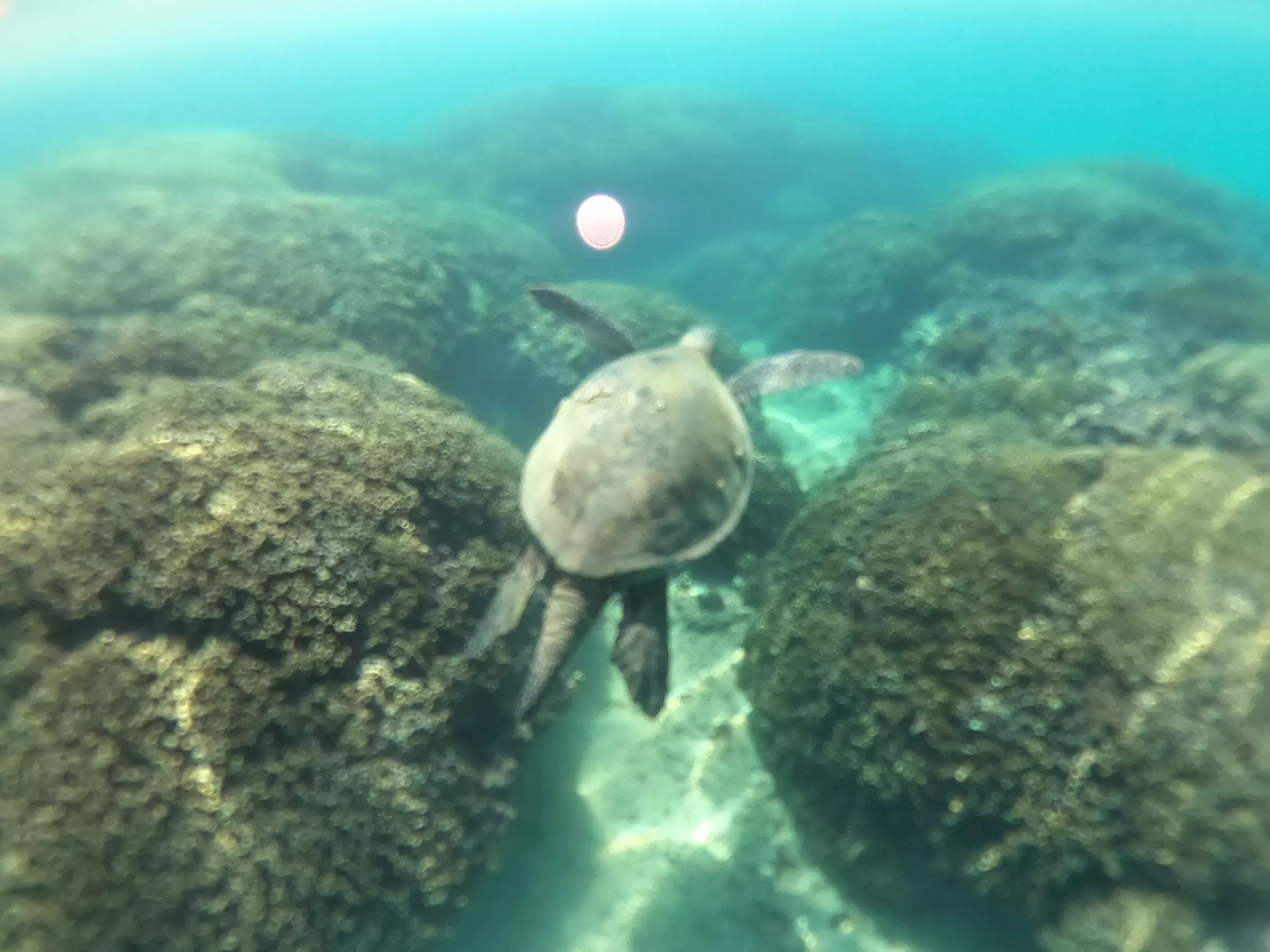 Sunset Sailing or Private Charters with Swim Stop in Honolulu, HI