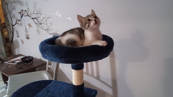 Cathaven 2024 cat tree