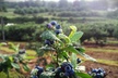 Up to 45% Off on Patch Entrance & Pick your Own Blueberries for 2 or 5 People at George Hill Orchards - Second Medium