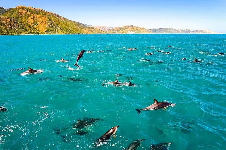 Dolphin, Whale & Snorkel Adventure with Hawaii Island And Ocean Tours