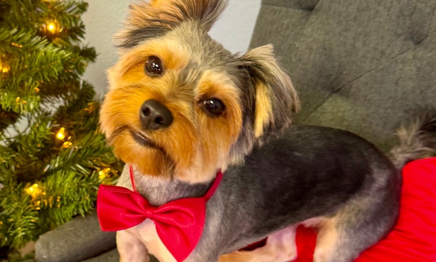 Image 3: Up to 46% Off on Pet Grooming at Dog and Cat Planet