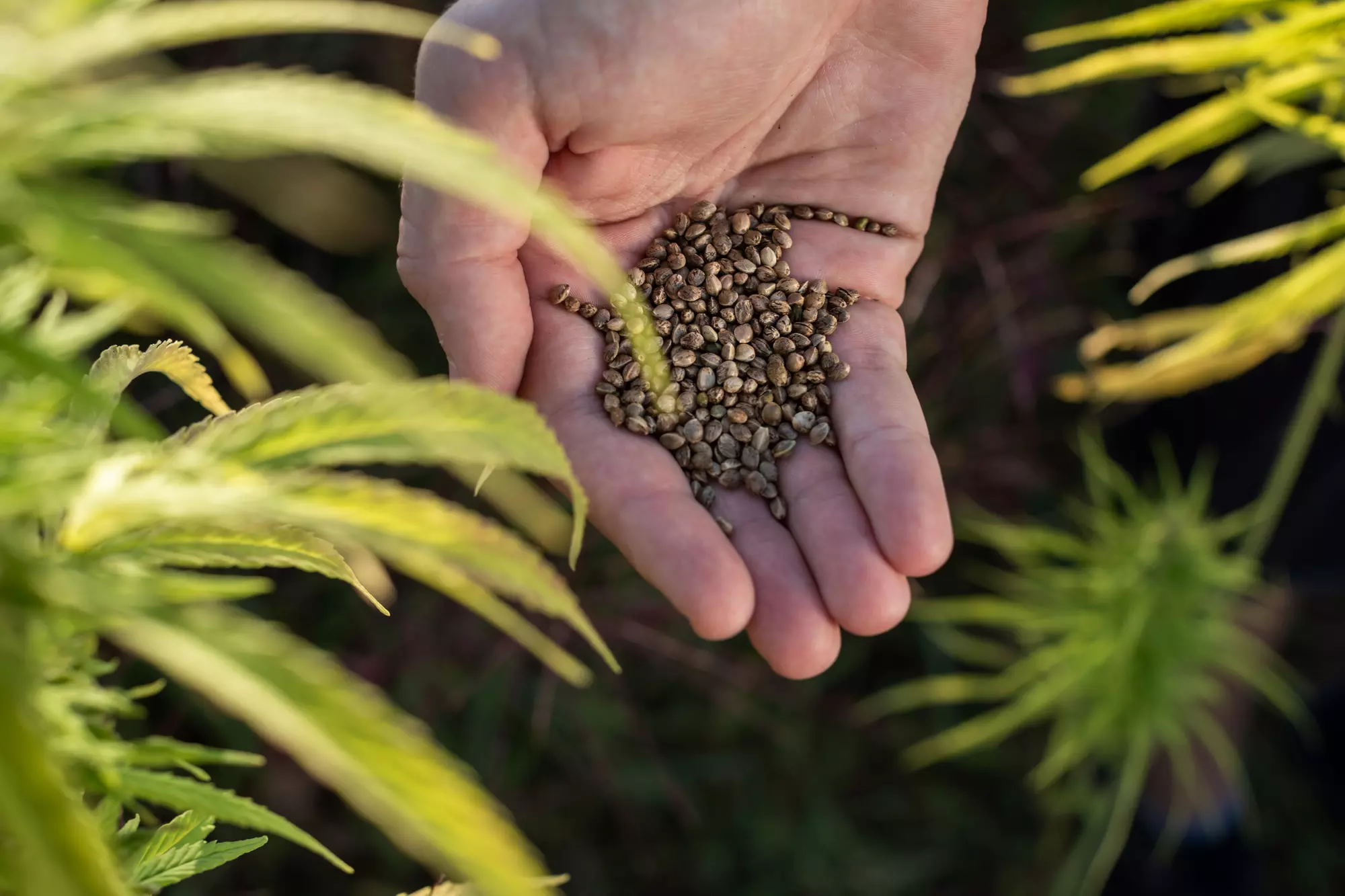 Cannabis - Use Entire Plant, Explore Marijuana Beyond Smoking