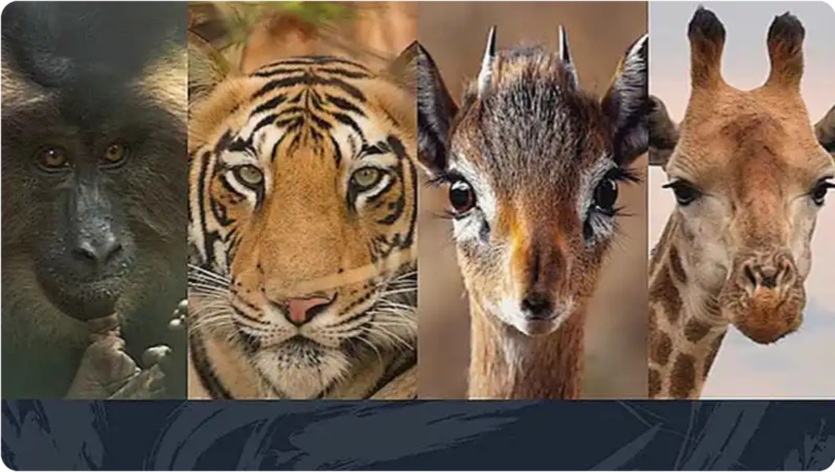 Explore Zookeeper Life in a Fun 30-Minute Online Class