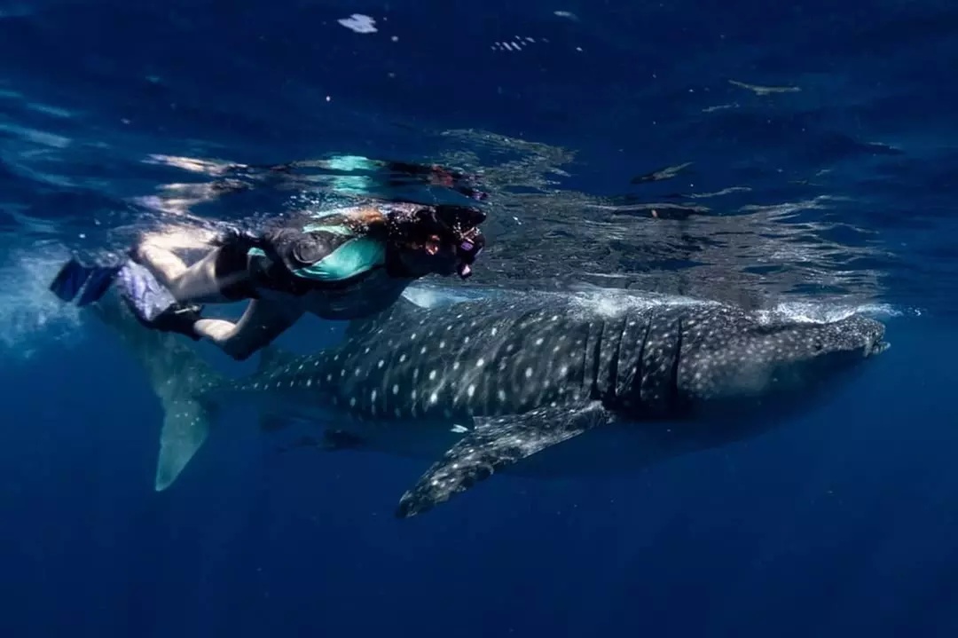 Up to 40% Off on SCUBA Certification at Discover Diving Dive Center - Primary Image