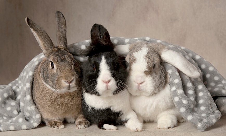 Image 10: Pet Photoshoot with One Print at Flash Photography