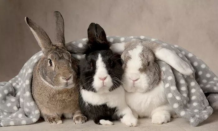 Pet Photoshoot with One Print at Flash Photography