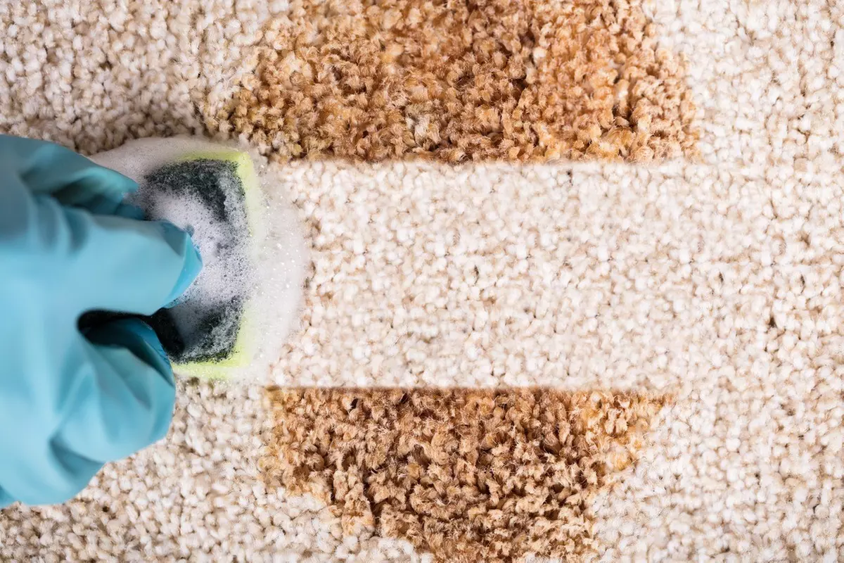 Pet stain removal and sofa cleaning for a fresher home