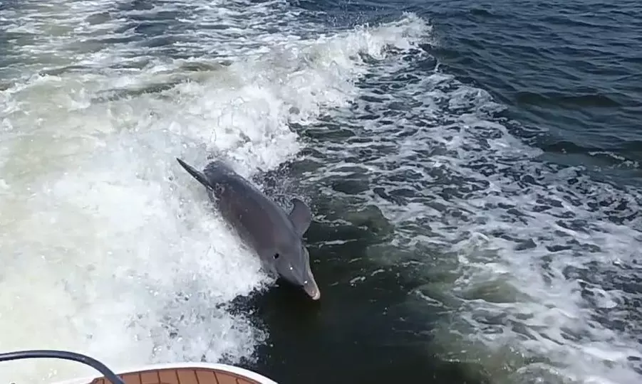 Dive into Adventure: Experience Thrilling Dolphin Watching Today!