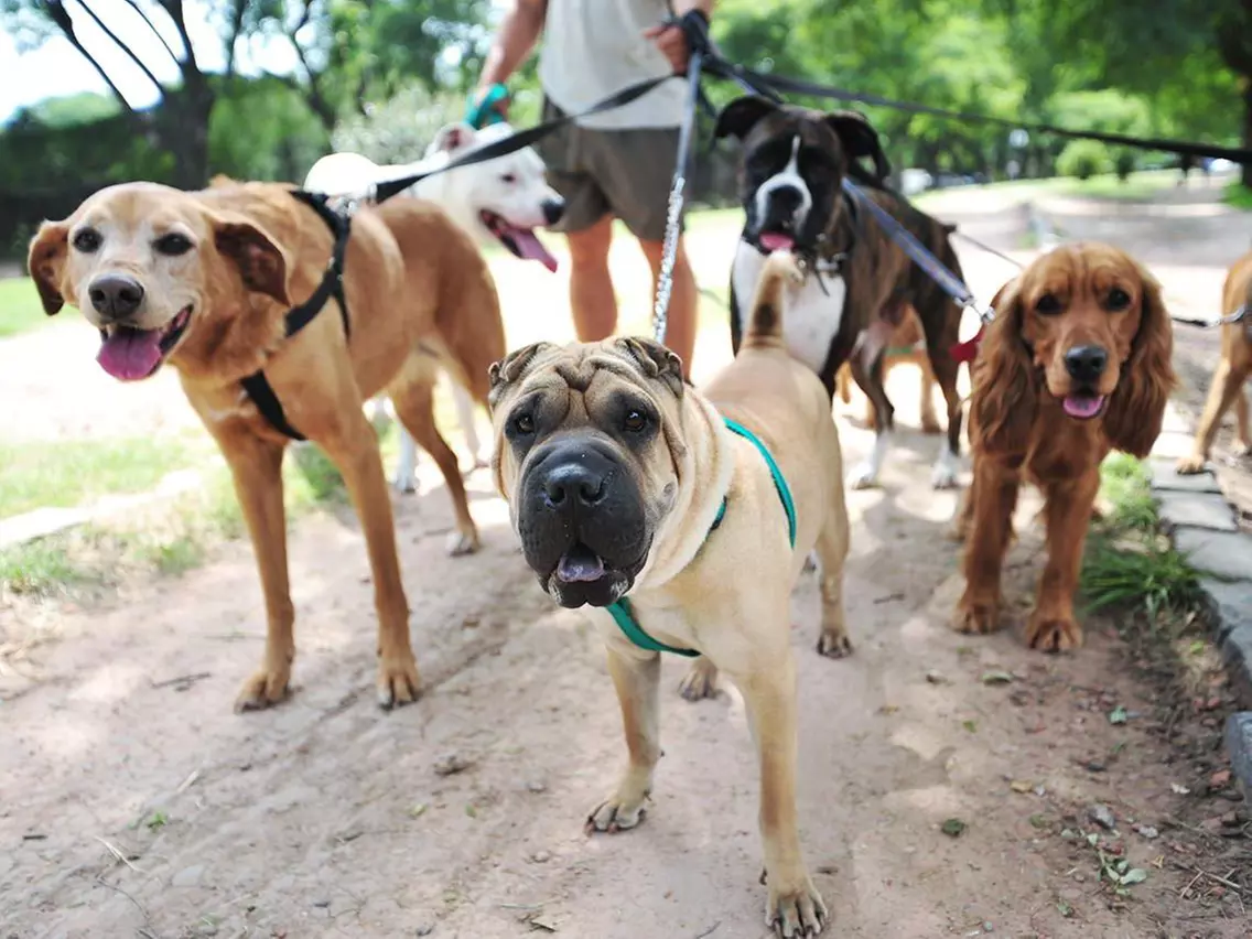 Up to 10% Off on Pet Sitter / Dog Walker at Yams Dog Walking - Second Medium