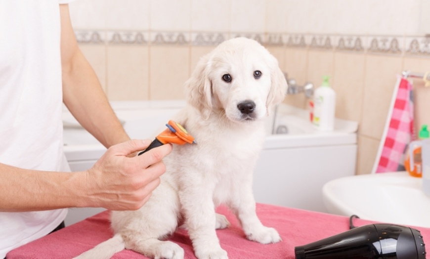 Image 1: Master Dog Grooming with an Online Course at Training Express