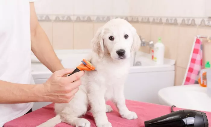 Learn Dog Grooming Techniques and Start a Business with Training Express (Up to 90% Off) - Primary Image