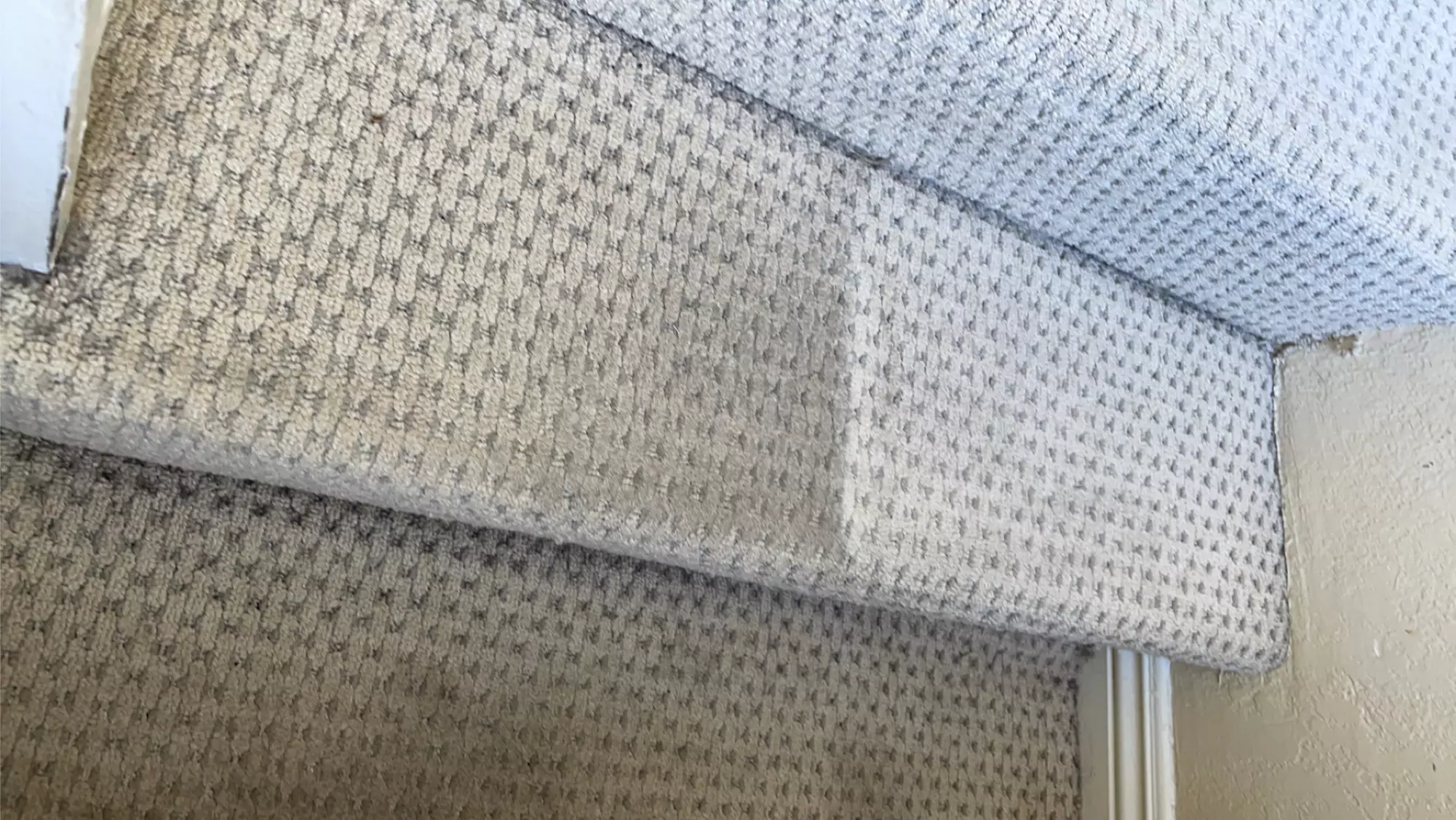 Eco Carpet Cleaning: Rugs and Rooms with Scotch Guard Protection