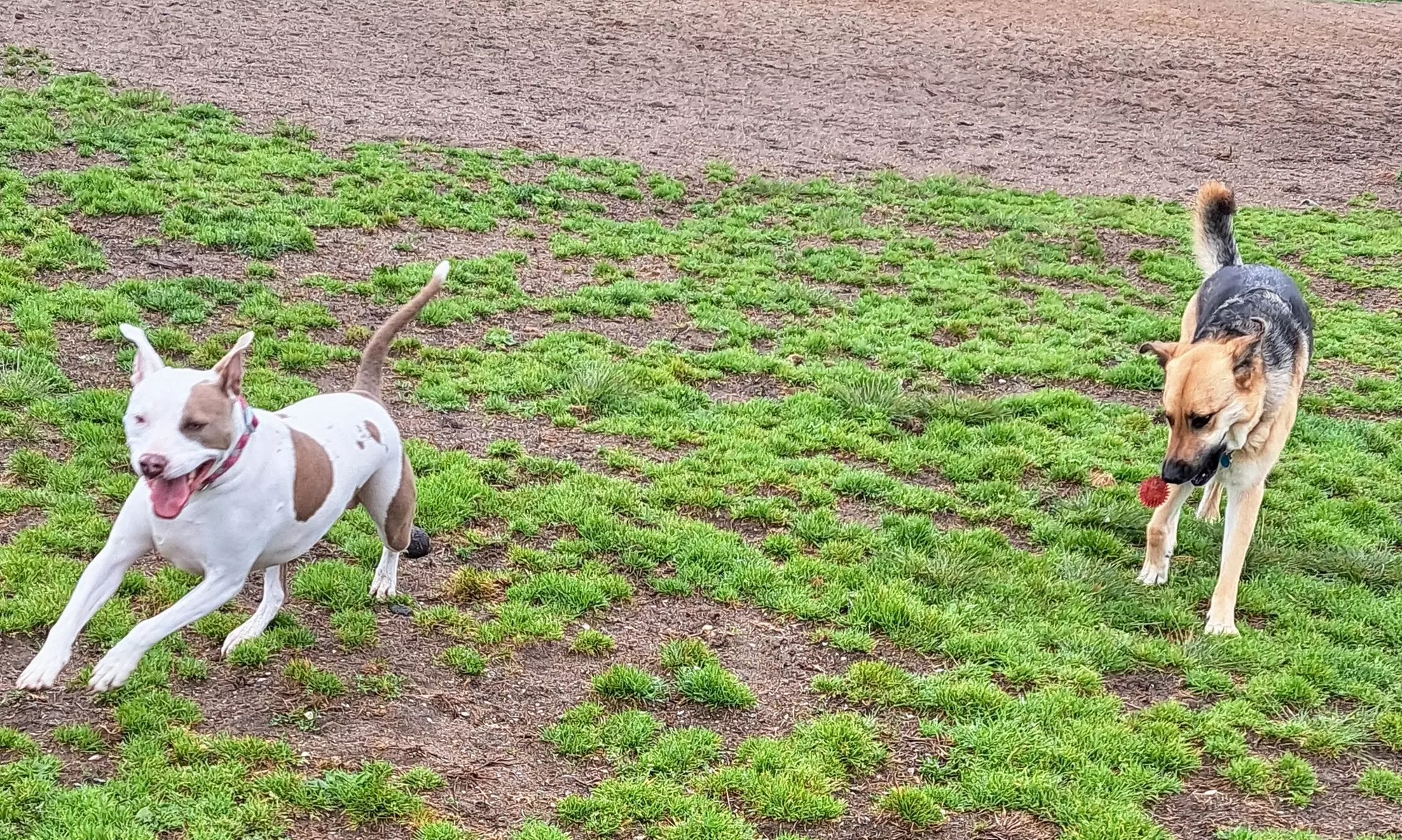 Up to 48% Off on Pet Daycare at Pupper Playgroups - Second Medium